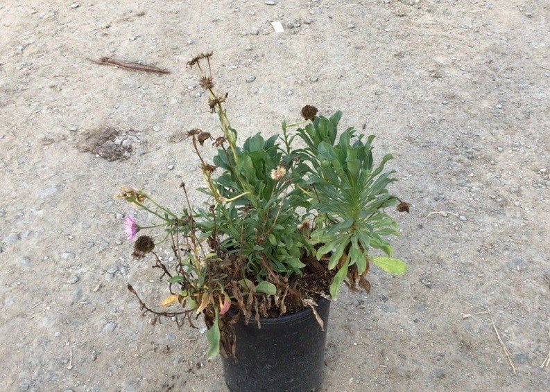 Photo for Erigeron glaucus (Seaside Daisy)