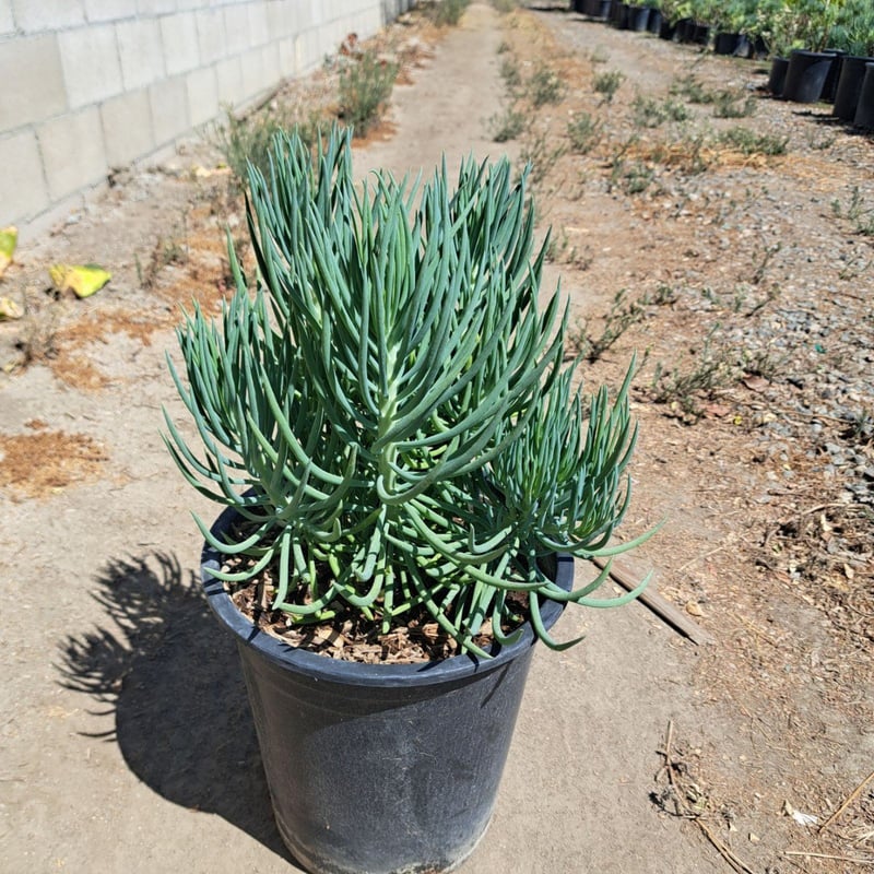Photo for Senecio vitalis (Narrow-leaf Chalksticks)