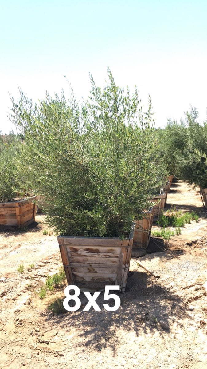 Photo for Olea europaea 'Fruitless' (Low Branch) (Fruitless Olive)
