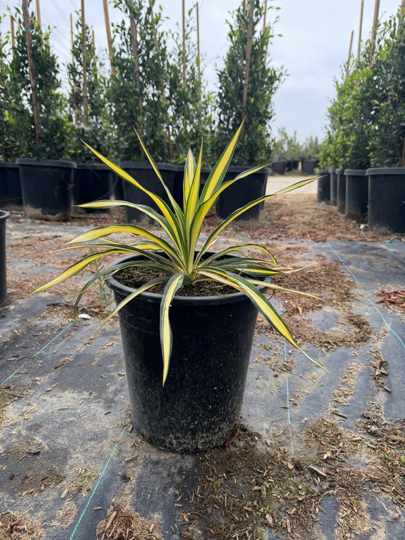 Photo for Yucca filamentosa 'Bright Edge' (Bright Edge Yucca)