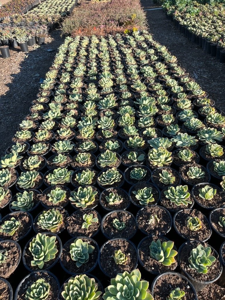 Photo for Echeveria ‘Blue Atoll’ (Blue Atoll Echeveria)