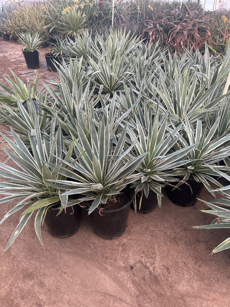 Photo for Agave angustifolia 'Marginata' (Caribbean Agave)