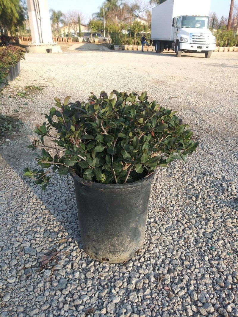 Photo for Rhaphiolepis indica 'Clara' (Clara Indian Hawthorn)