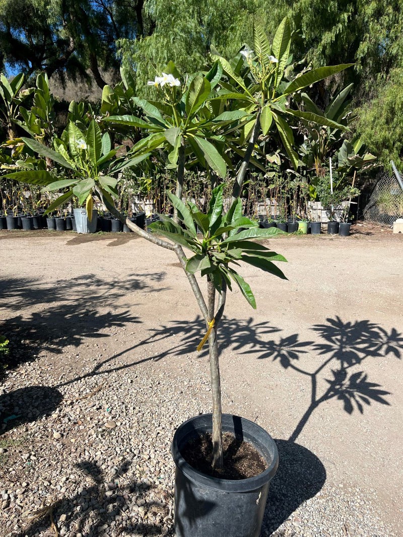 Photo for Plumeria rubra (Plumeria)