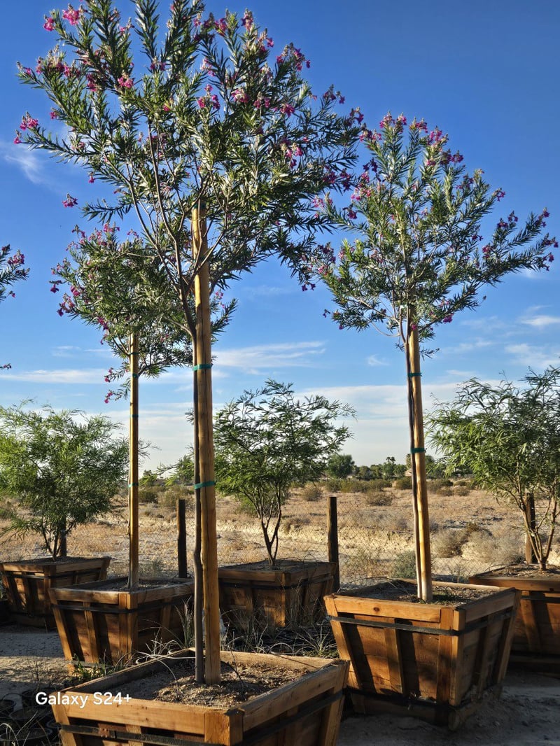 Photo for Chilopsis linearis (Standard) (Desert Willow)