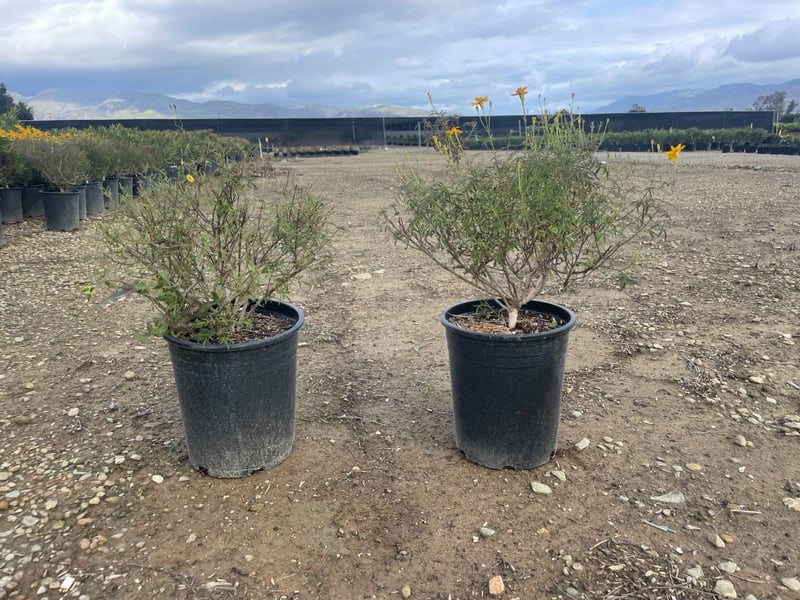 Photo for Tagetes lemmonii (Mountain Marigold)