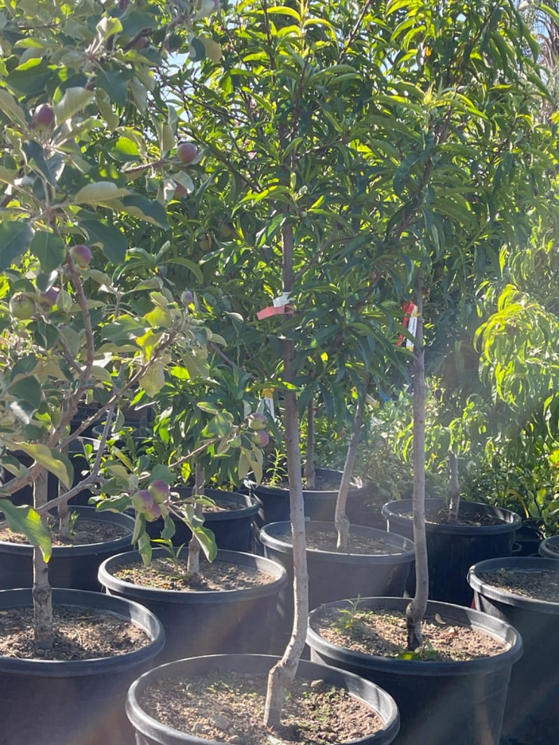 Photo for Prunus persica 'Babcock' (Babcock White Peach)