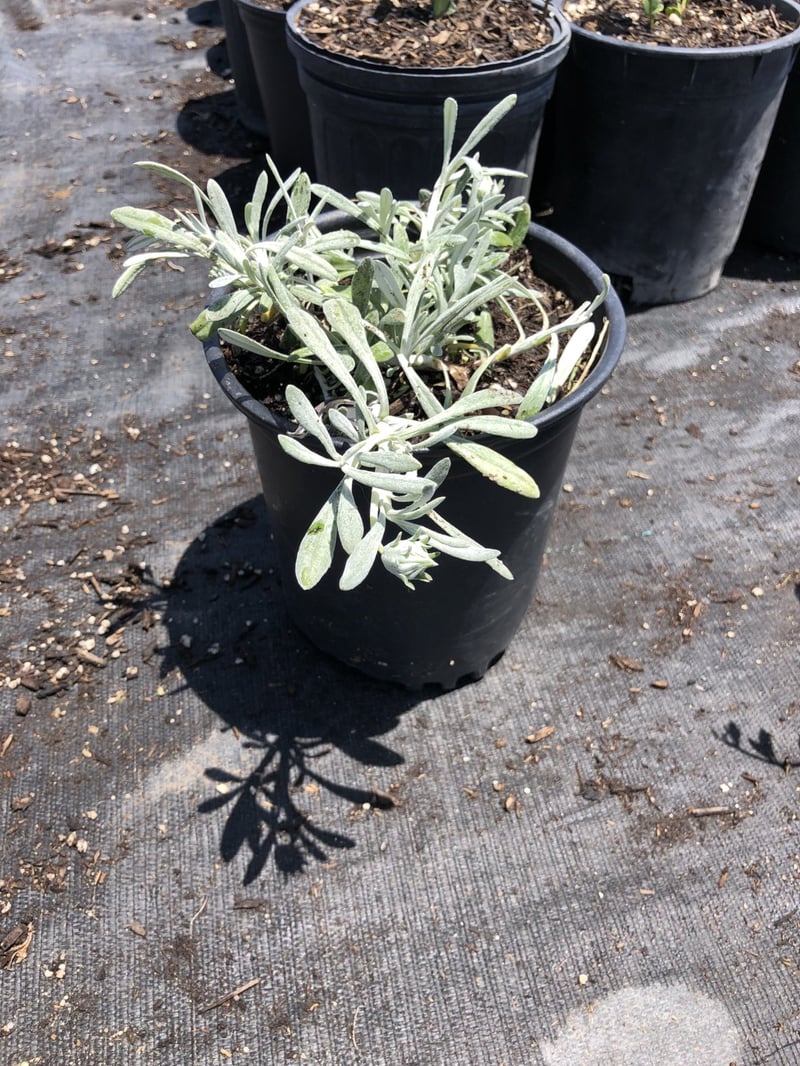 Photo for Gazania 'Trailing Yellow' (Trailing Yellow Gazania)