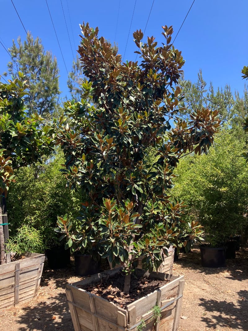 Photo for Magnolia grandiflora 'Little Gem' (Low Branching) (Little Gem Dwarf Magnolia)