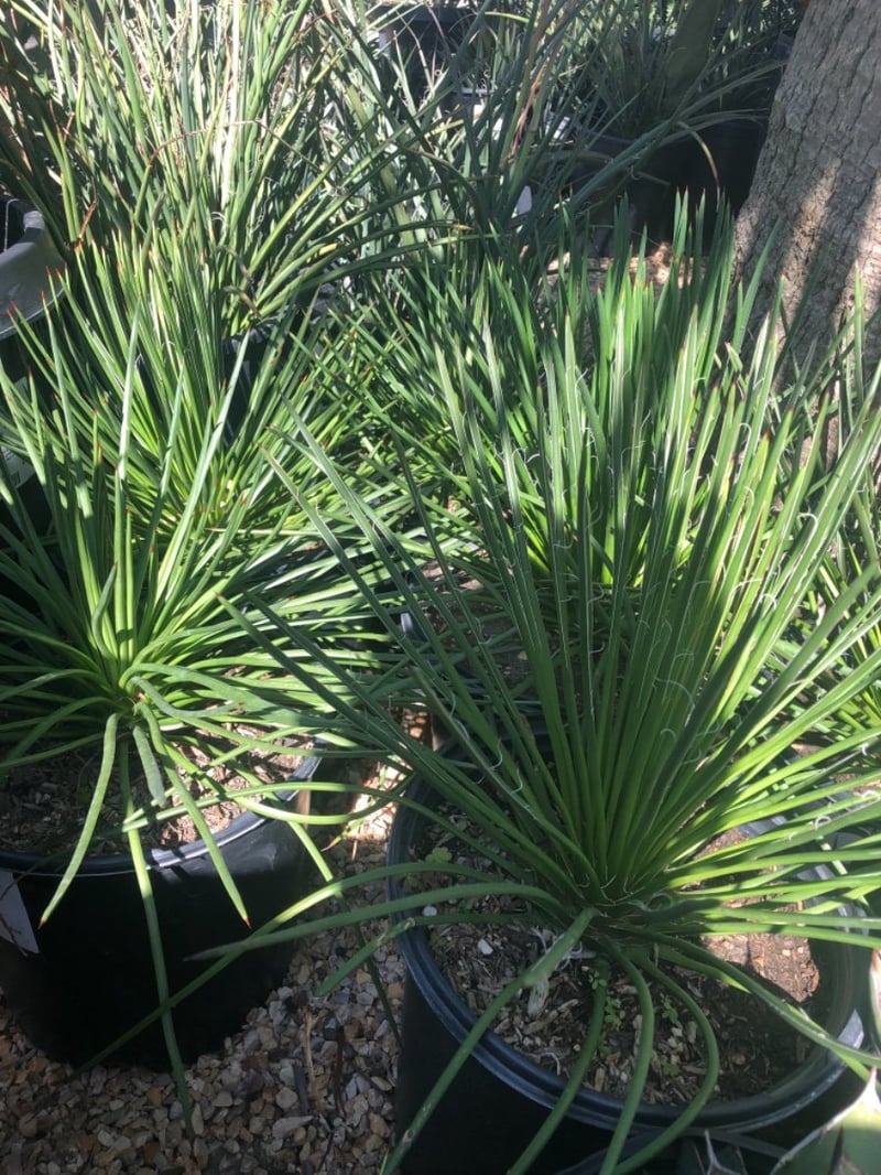 Photo for Agave geminiflora (Twin-flowered Agave)