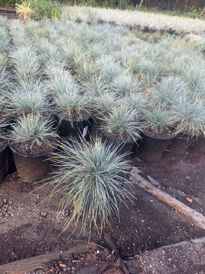 Photo for Festuca glauca 'Elijah Blue' (Elijah Blue Fescue)