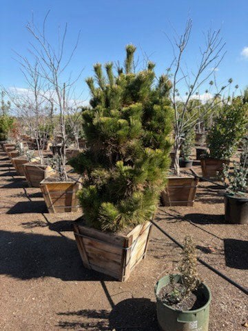 Photo for Pinus thunbergii (Japanese Black Pine)