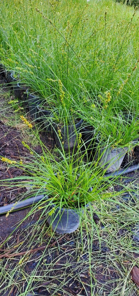 Photo for Carex divulsa (European Grey Sedge, Berkeley Sedge)