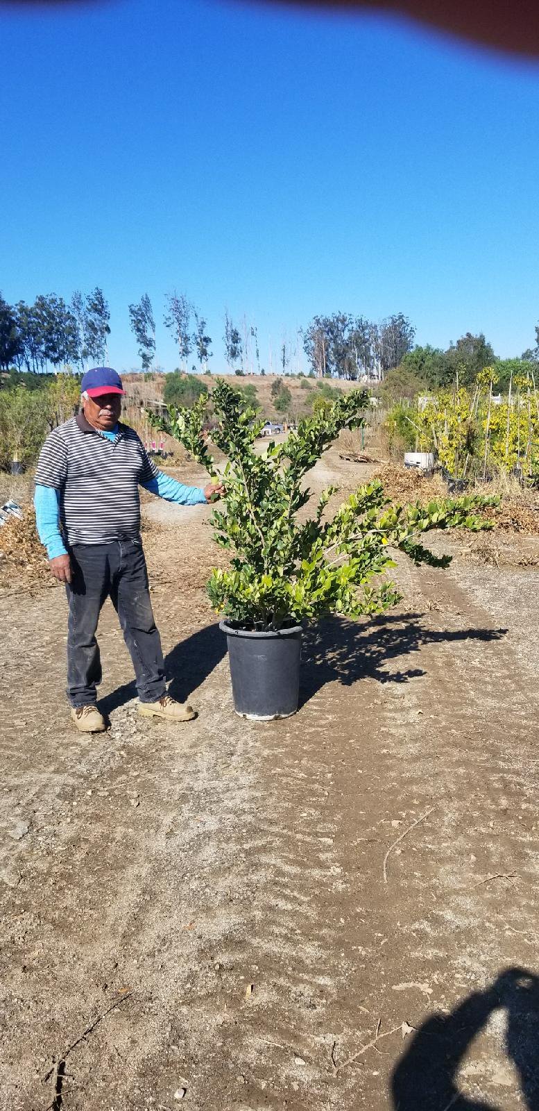 Photo for Ligustrum japonicum (Japanese Privet)
