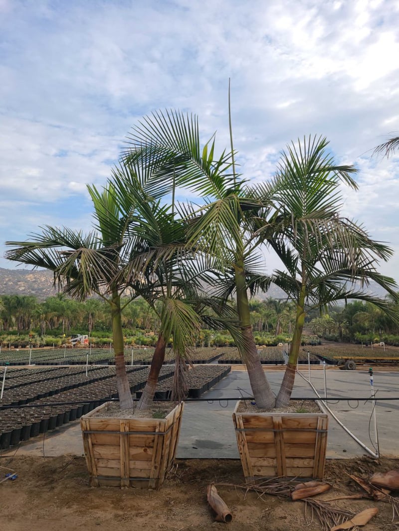 Photo for Archontophoenix cunninghamiana (Multi) (King Palm (Multi))