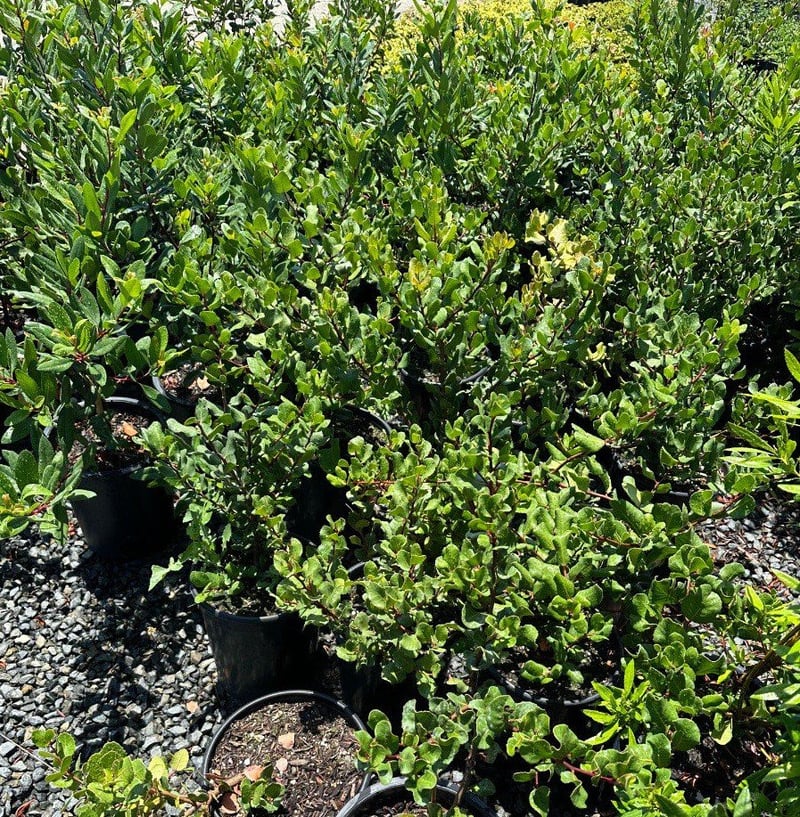Photo for Rhus integrifolia (Lemonade Berry)