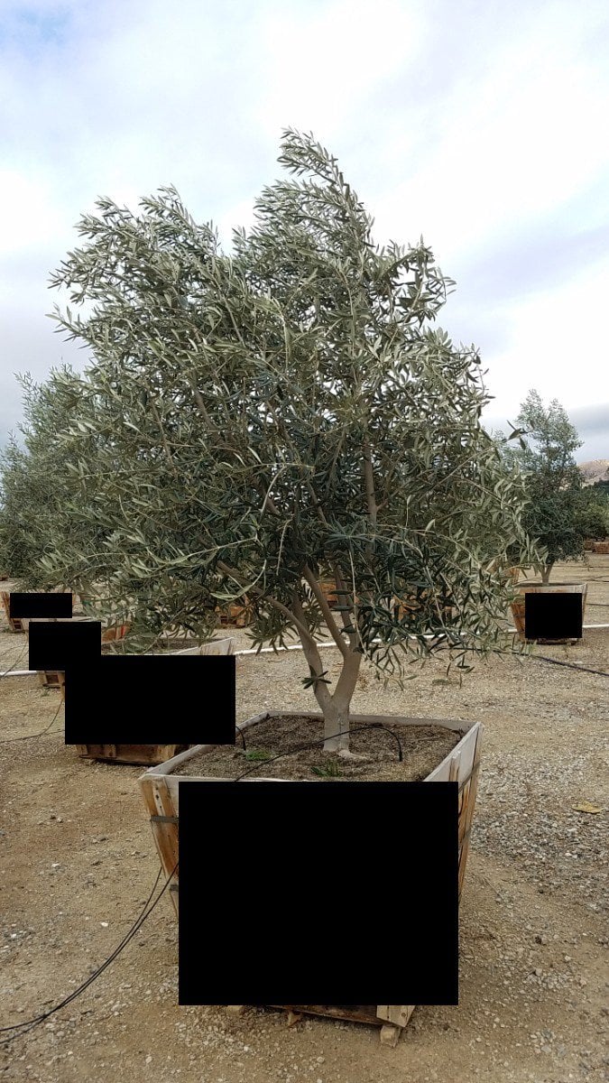 Photo for Olea europaea 'Fruitless' (Low Branch) (Fruitless Olive)