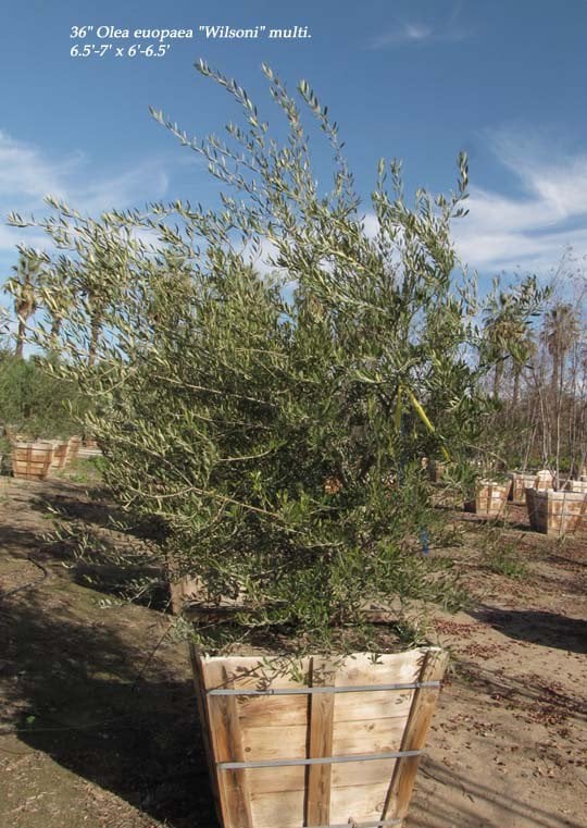 Photo for Olea europaea 'Wilsonii' (Low Branch) (Wilsonii Fruitless Olive)