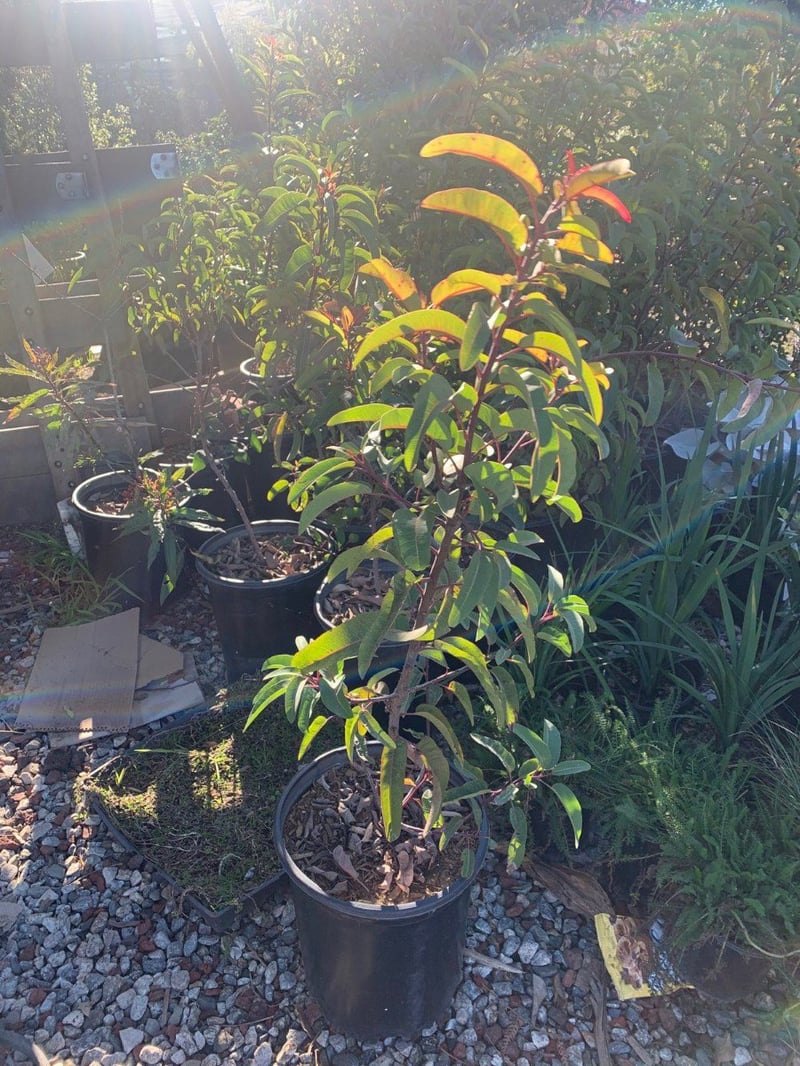 Photo for Malosma laurina (Laurel Sumac)