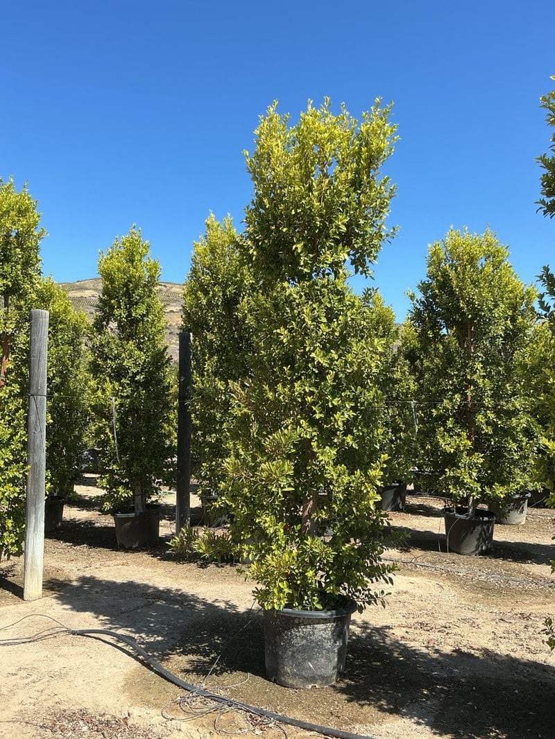 Photo for Ficus microcarpa nitida 'Green Gem' (Column) (Green Gem Fig)