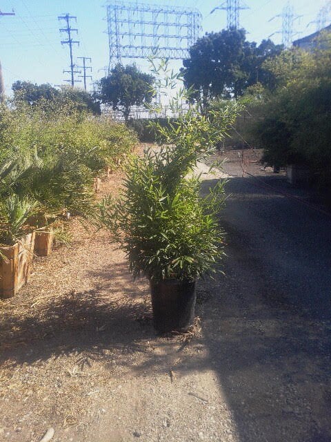 Photo for Phyllostachys nigra (Black Bamboo)