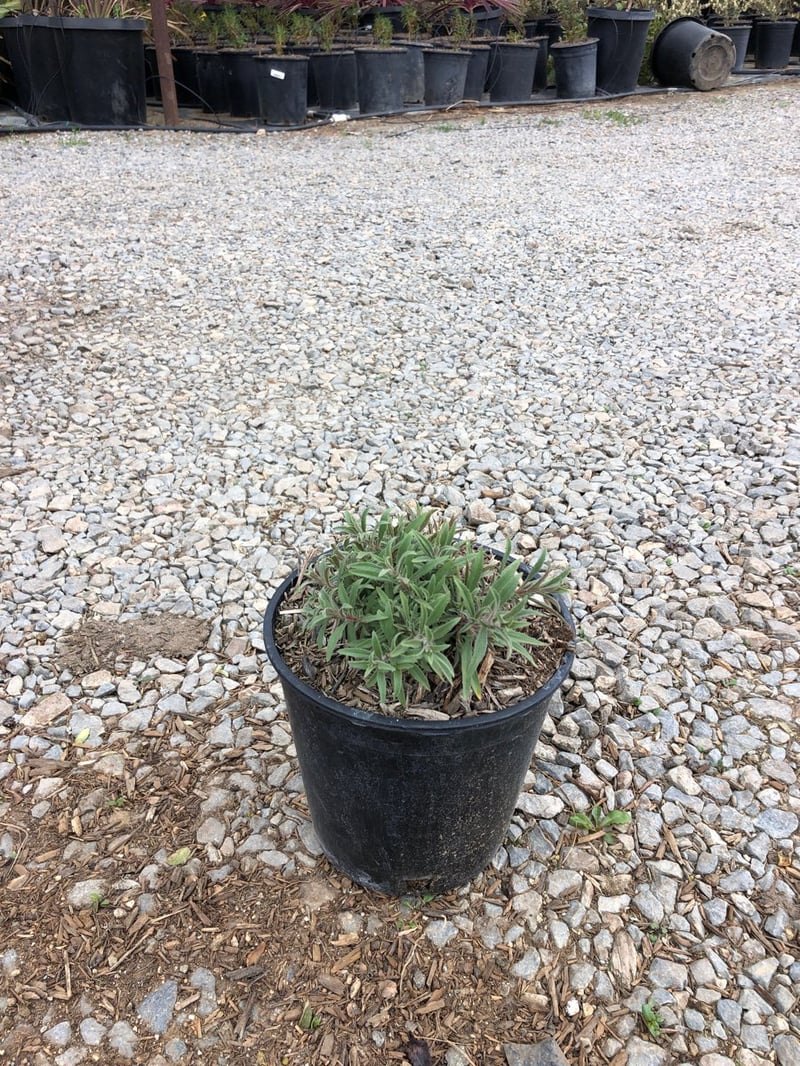 Photo for Zauschneria californica (Epilobium canum)   (California Fuchsia )