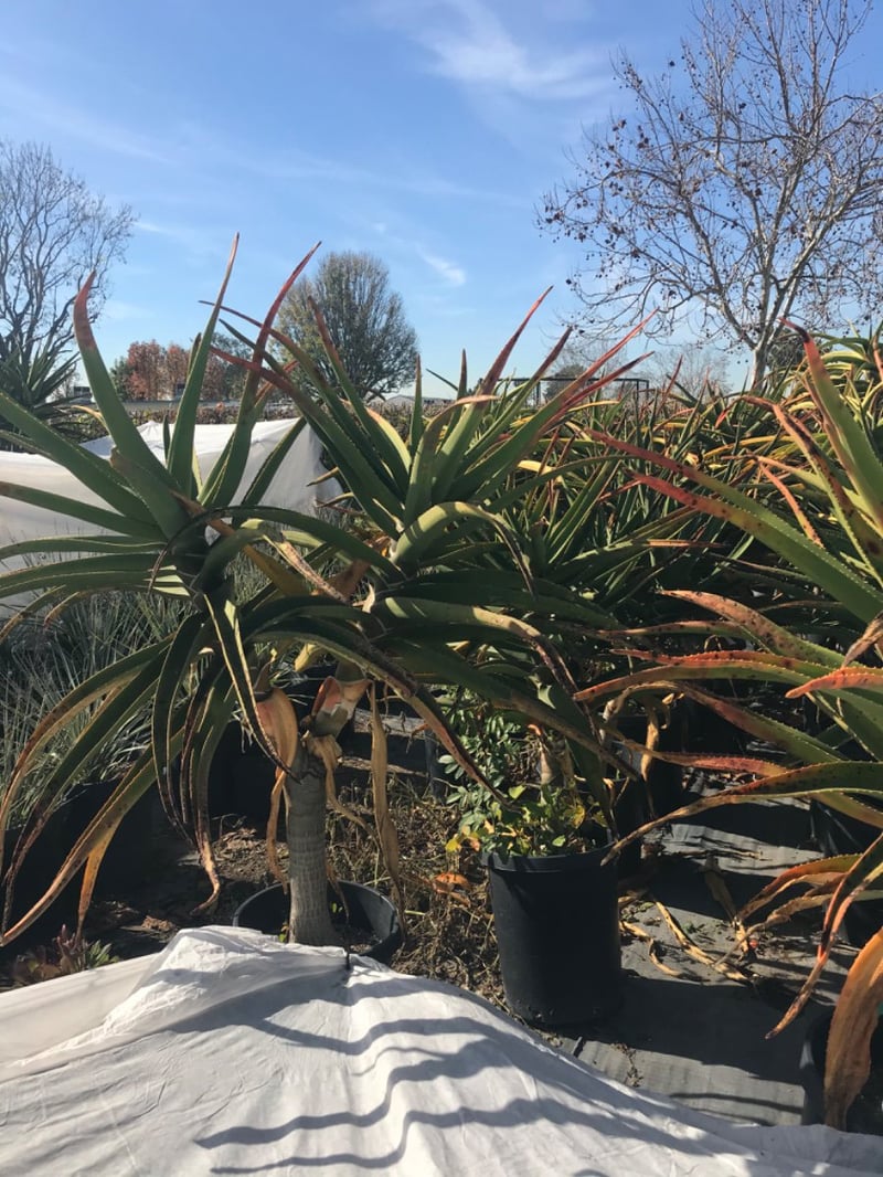 Photo for Aloe barberae (A. bainesii)(Multi) (Tree Aloe)