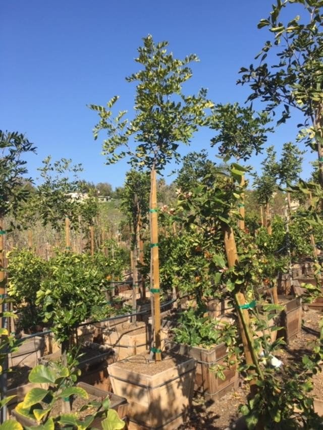Photo for Cupaniopsis anacardioides (Carrotwood)