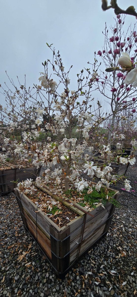 Photo for Magnolia stellata (Multi) (Star Magnolia)
