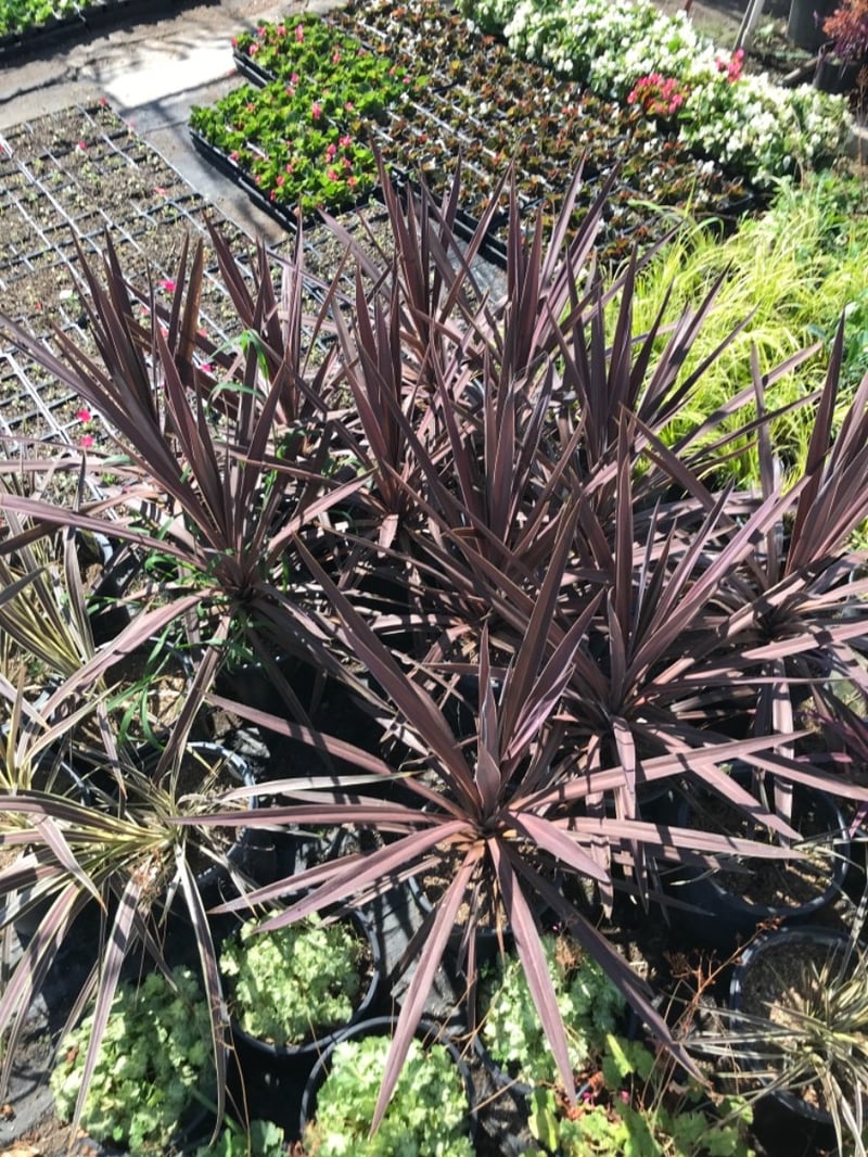 Photo for Cordyline australis 'Red Star' (Red Star Grass Palm)