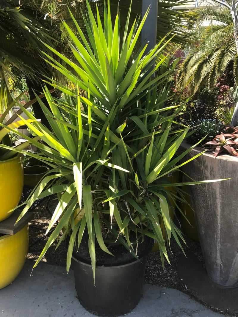 Photo for Yucca elephantipes (Spineless Yucca)