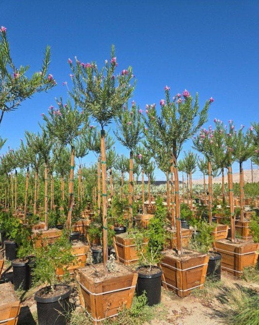 Photo for Chilopsis linearis (Standard) (Desert Willow)