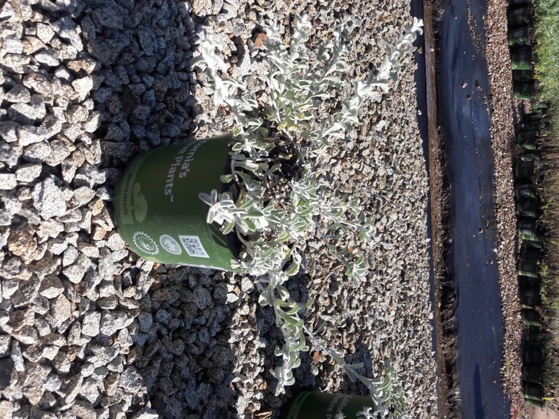 Photo for Lessingia filaginifolia 'Silver Carpet' (Silver Carpet Beach Aster )