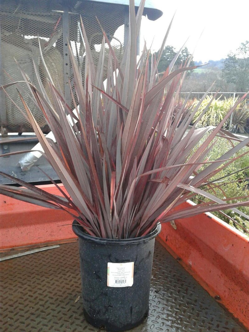 Photo for Phormium 'Dusky Chief' (Dusky Chief New Zealand Flax)