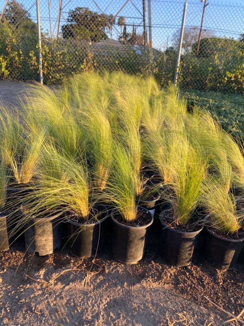 Photo for Stipa (Nassella) pulchra (Purple Stipa)