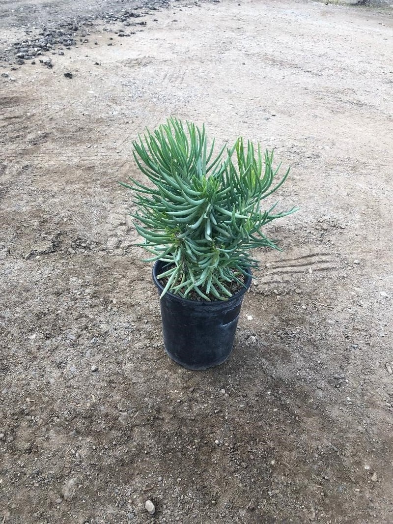 Photo for Senecio cylindricus (Narrow-Leaf Chalksticks)