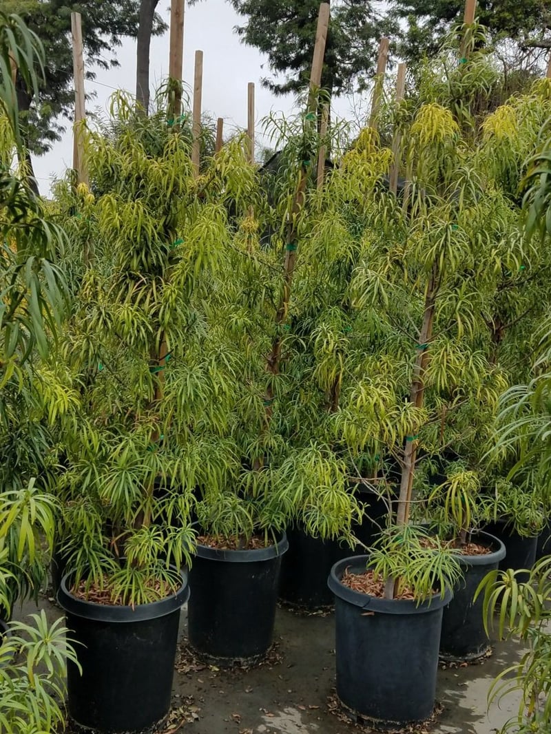 Photo for Podocarpus henkelii (Column) (Long Leafed Yellow-wood)