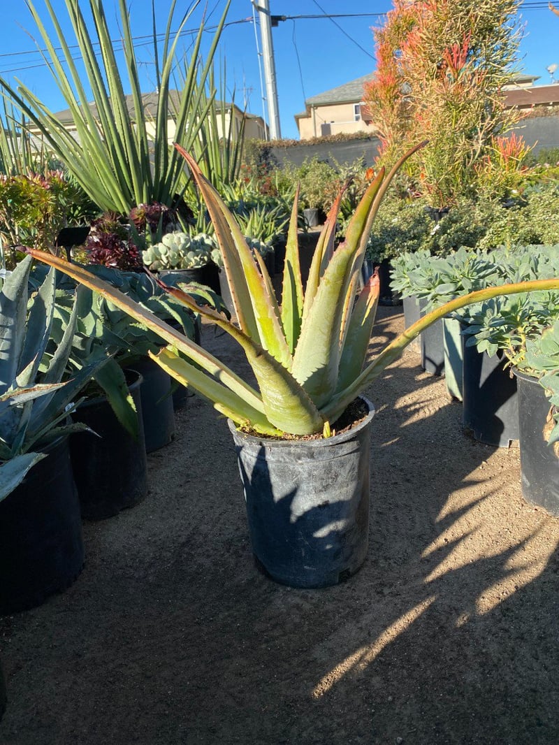 Photo for Aloe barbadensis (Medicinal Aloe Vera)