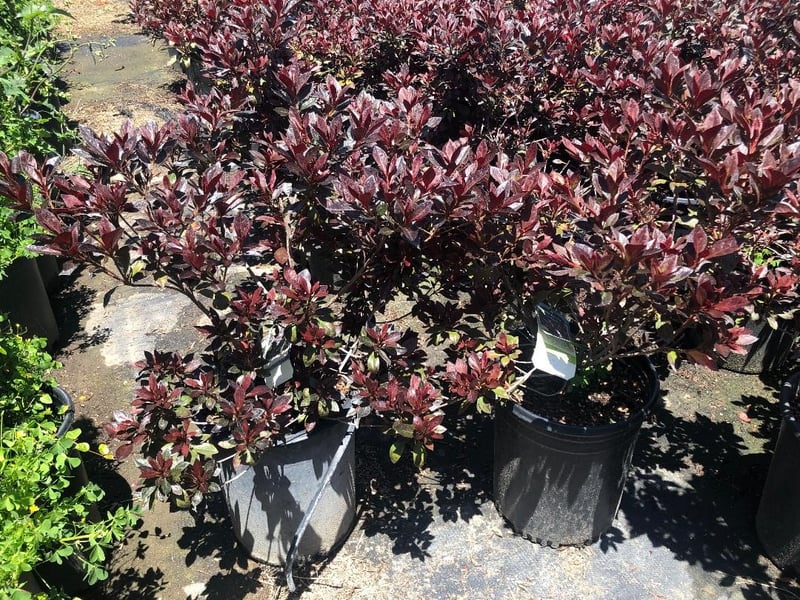 Photo for Azalea 'Little John' (Little John Azalea)