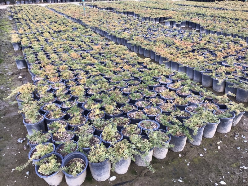 Photo for Myoporum parvifolium (Creeping Myoporum)
