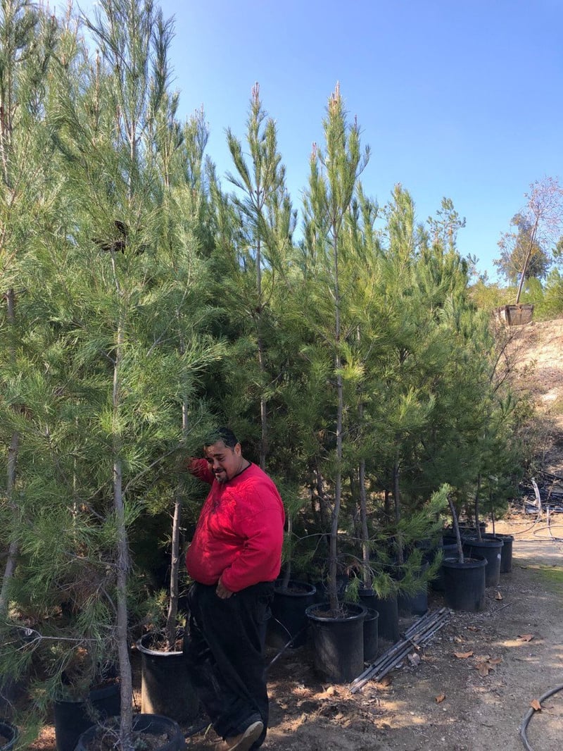 Photo for Pinus eldarica (Afghan Pine)