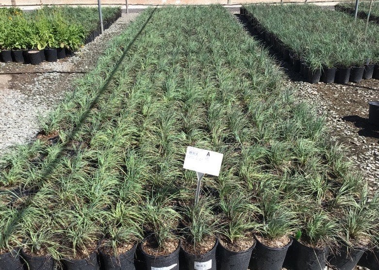 Photo for Sisyrinchium idahoense (S. bellum) (Blue Eyed Grass)