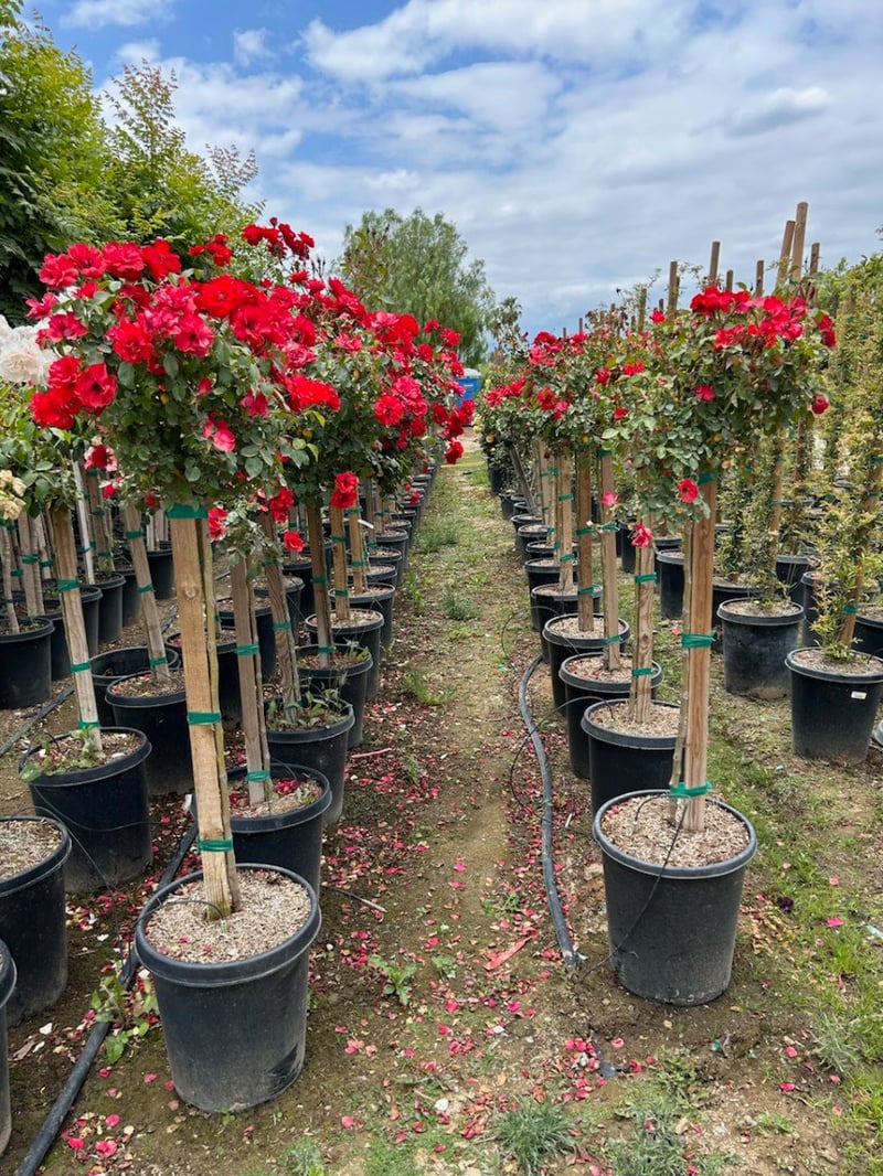 Photo for Rosa x 'Radrazz' (Standard) (Knock Out Shrub Rose)