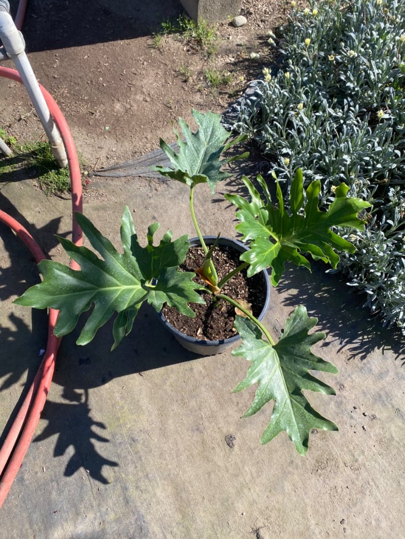 Photo for Philodendron selloum (Tree philodendron)