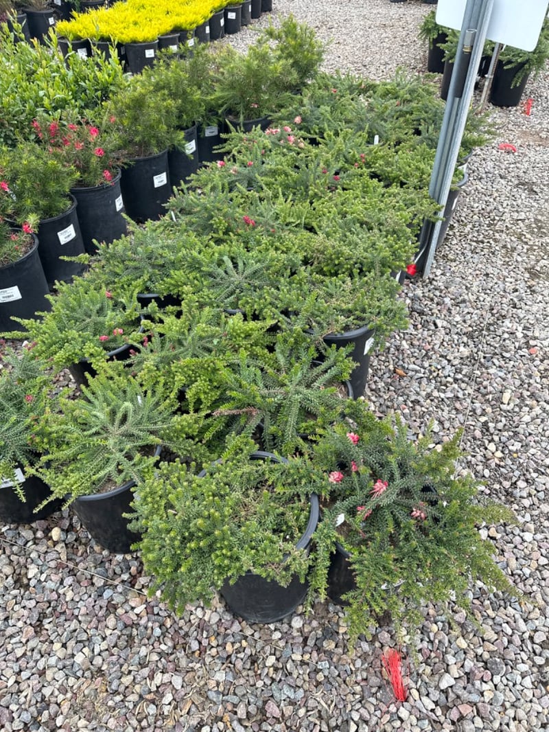 Photo for Grevillea lanigera 'Coastal Gem' (Costal Gem Grevillea)