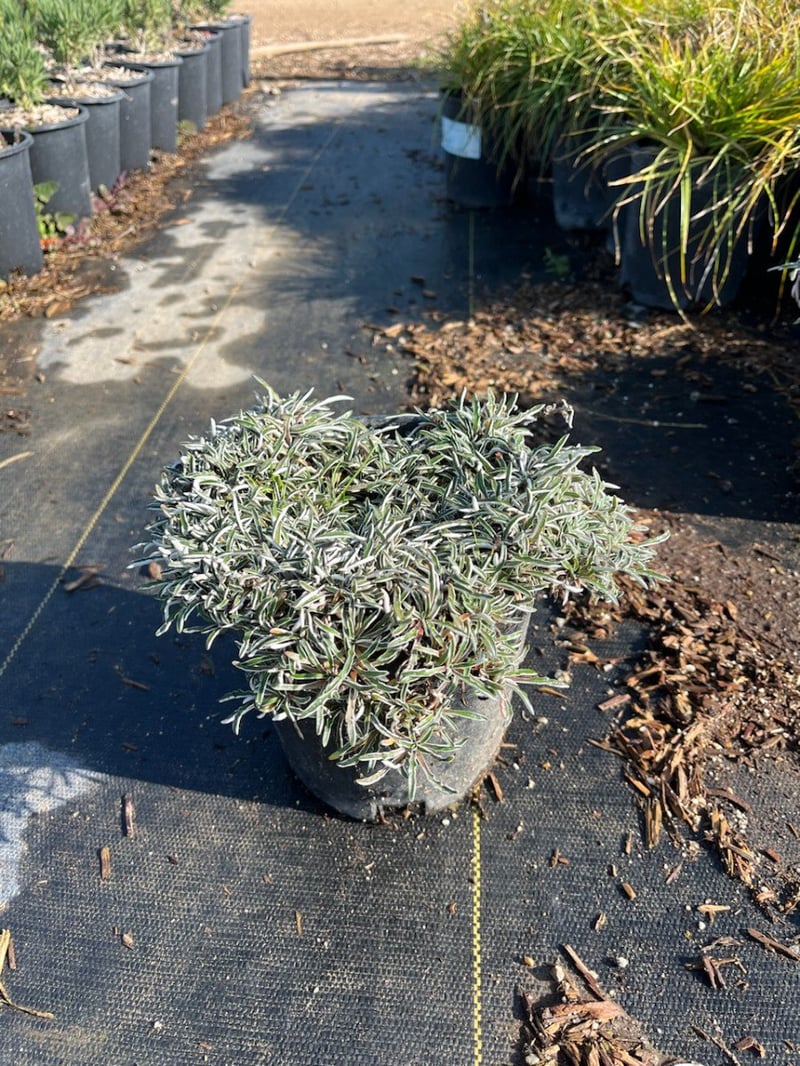 Photo for Dymondia margaretae (Silver Carpet)