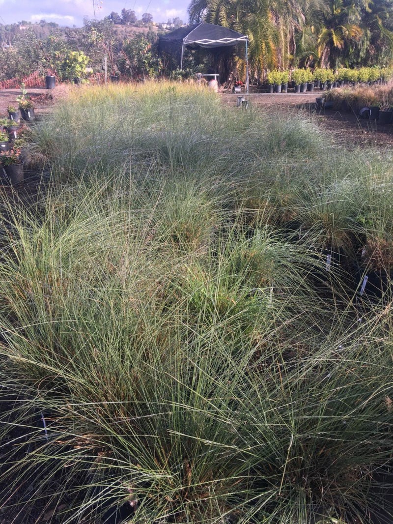 Photo for Muhlenbergia capillaris 'Regal Mist' (Gulf Muhly)