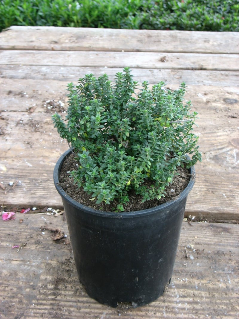Photo for Thymus vulgaris (Common Thyme)
