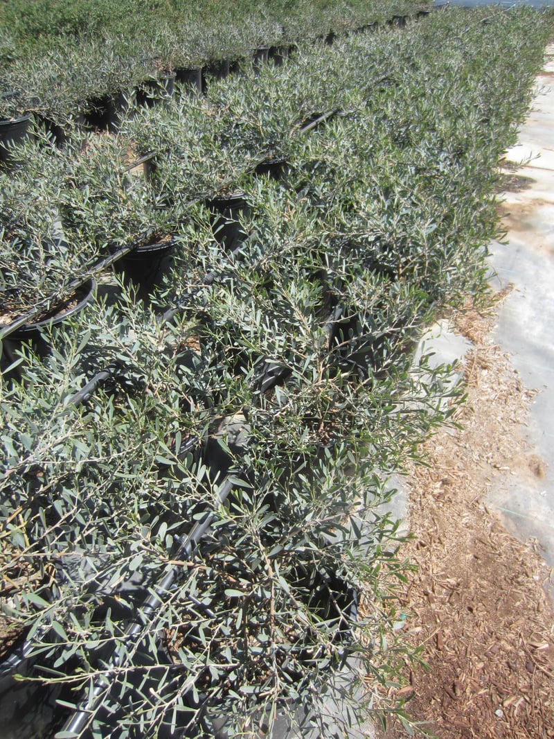 Photo for Acacia redolens 'Desert Carpet' (Desert Carpet Prostrate Acacia)