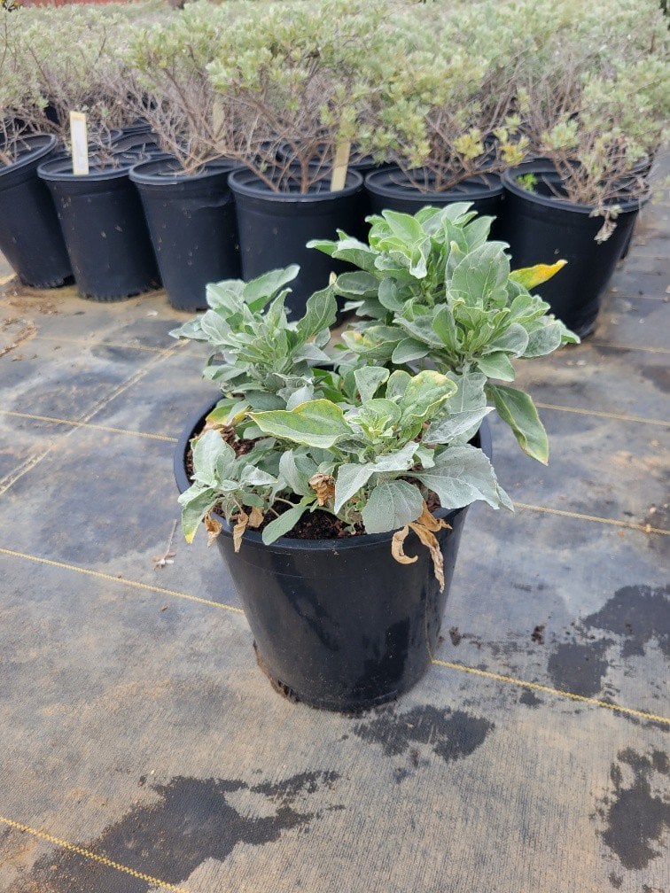 Photo for Encelia farinosa (Brittlebush)